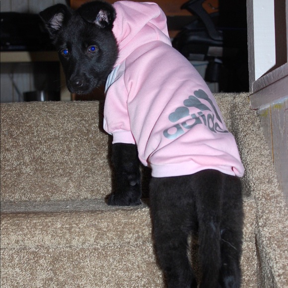 Adidog Hoodie - Picture 2 of 10